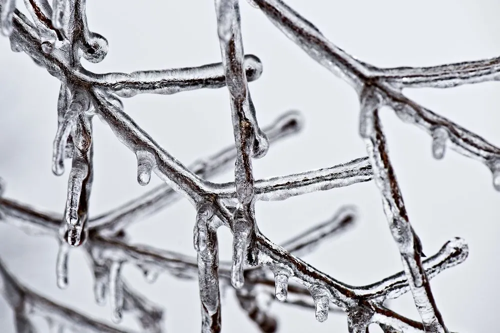 Tree branches coated in ice after an ice storm, the kind of event behind rising home insurance claims